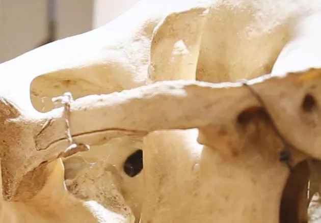 CAMS - Galleria di Storia Naturale